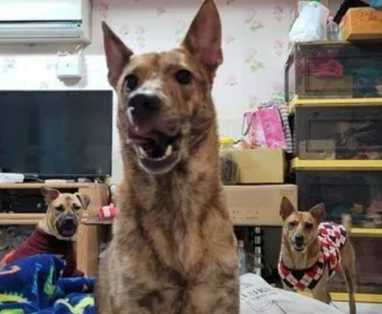 虎斑犬找来两个小弟,把主人团团围住:把肉干交出来!