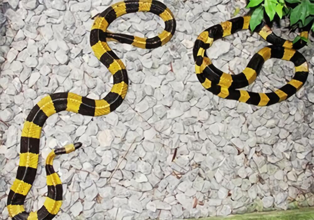 金环蛇身份信息