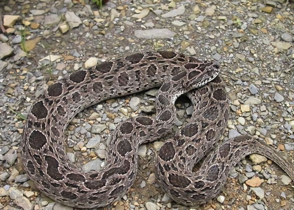 白眉蝮身份信息