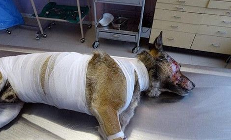 着火时忠犬忍痛往大火里跑 为叫醒主人它被严重烧伤