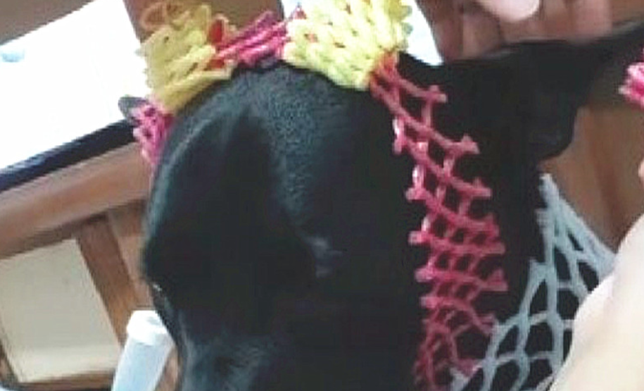 狗狗生辰这一天被主人“用心穿着打扮”,一脸心力憔悴的模样:整我呢