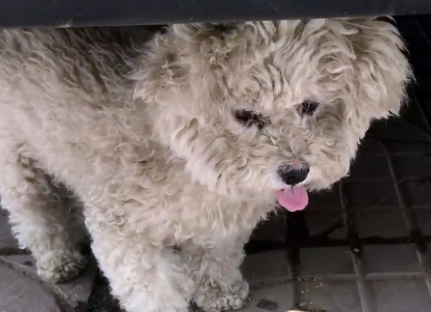 内心傲娇的流浪比熊犬,拒绝人类好意,她用一个月时间改变它