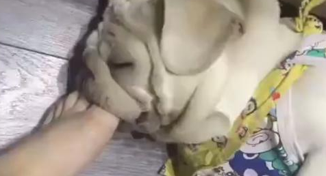 狗狗睡觉打呼噜,主人感觉很吵,立即把脚伸进去塞住!