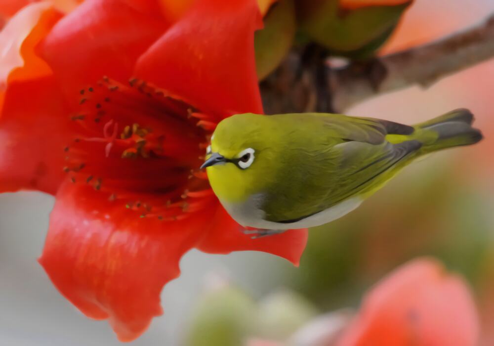 暗绿绣眼鸟身份信息