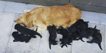 原本亲密无间的二只金毛,在母犬产下小黑狗以后,完全闹僵了