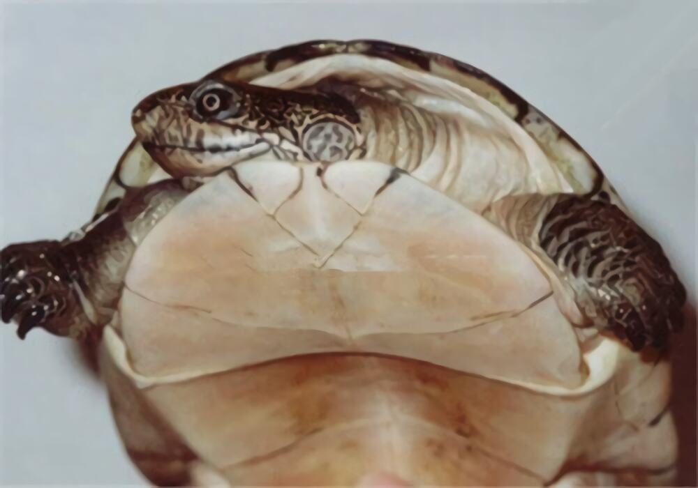 非洲棱背泥龟身份信息