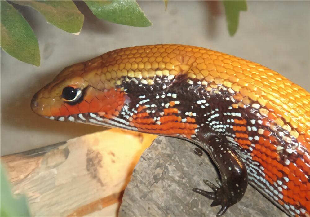 火焰石龙子身份信息