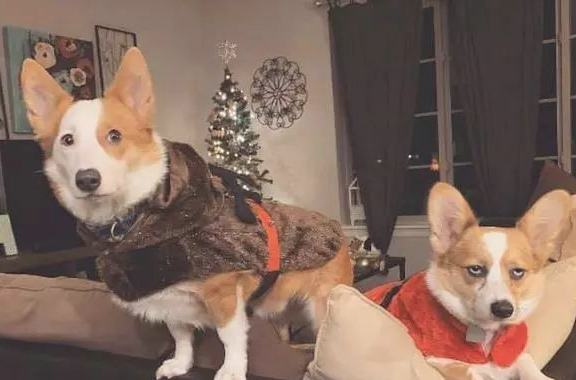 主人给柯基穿了衣服裤子,它一脸很嫌弃的表情:这就是你的品味?