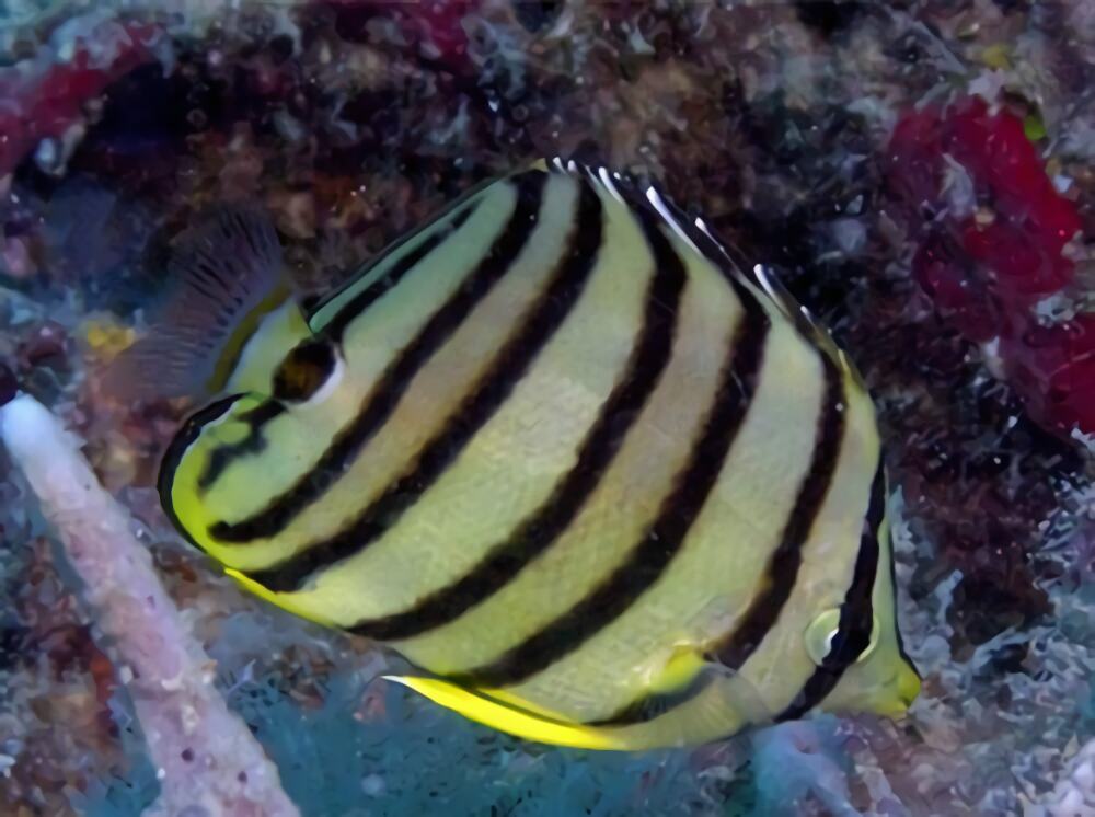 八带蝴蝶鱼身份信息