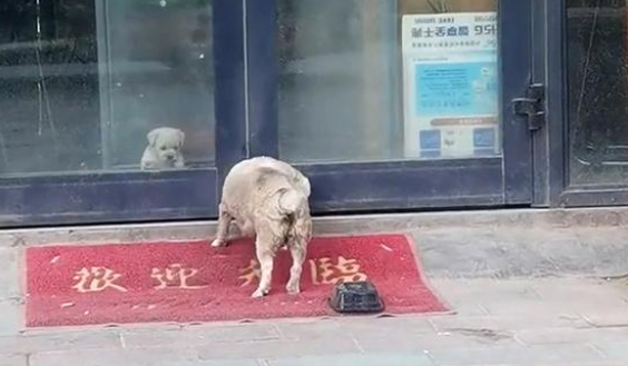 小狗被收养后,狗妈妈拖着残腿来看望,眼里满是不舍