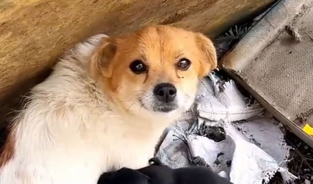 “无主”动物引发纠纷,流浪猫狗需被重视