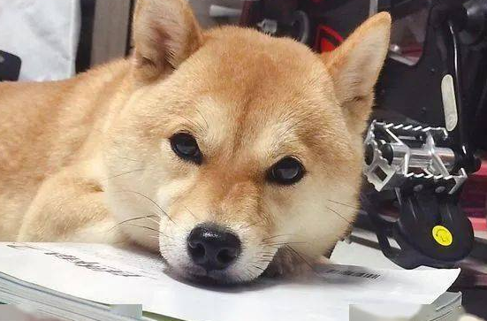 回家等狗狗热情迎接,可结果...