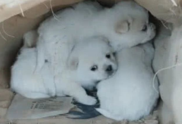 大狗狗看不到了,几个小流浪犬不离不弃,心痛