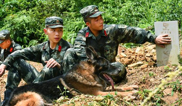 军犬长眠,战土用军礼祭拜无音的老战友:大家的奉献,中华民族从没忘掉