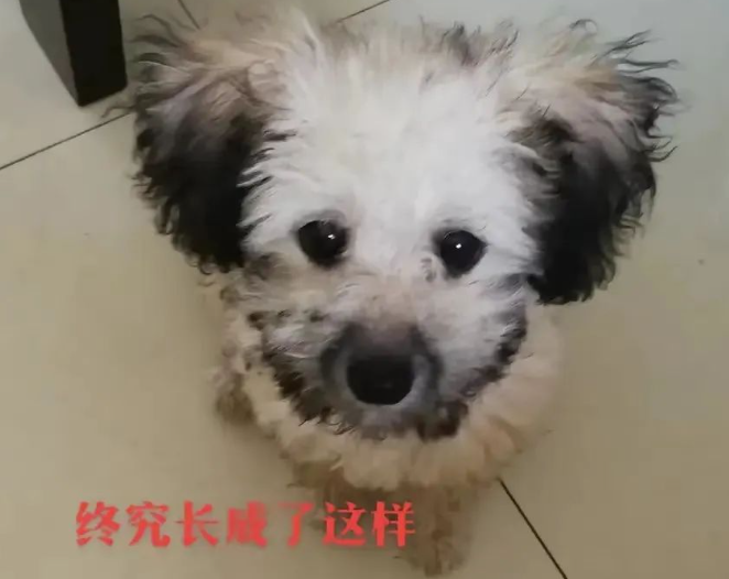 买只狗子老板说是灰贵,越长越好看,可结果