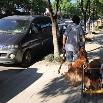 年龄接近80岁的老人每天坚持带因中风导致后腿瘫痪的狗狗出去散步