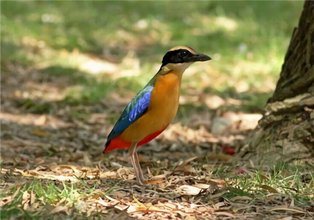 蓝翅八色鸫身份信息