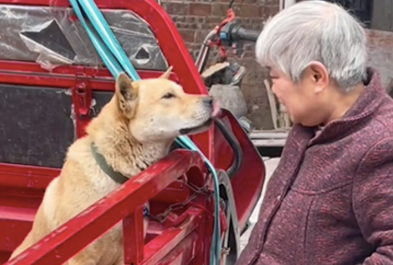 老奶奶去城里生活，狗不能一起带走，便拉到集市上卖