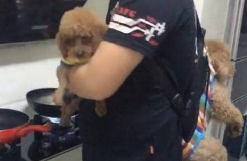 男子实力宠爱狗狗,引得邻居纷纷侧目,网友看了争议不断