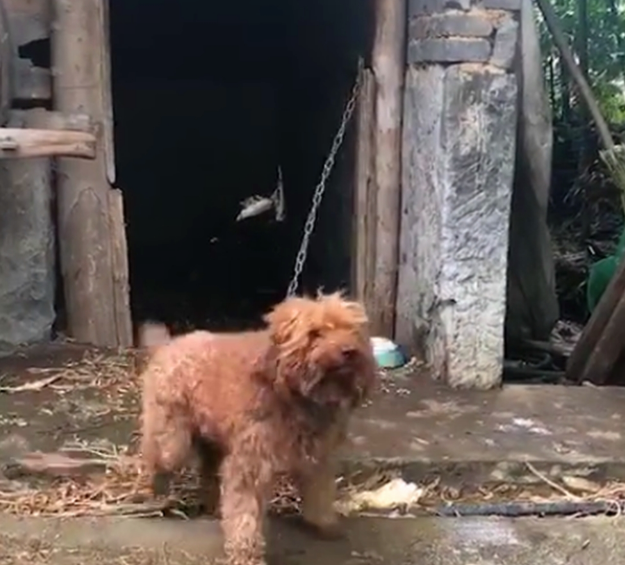 泰迪在农村被养成看家狗,憨壮老实,看到熟人还会摇尾巴……