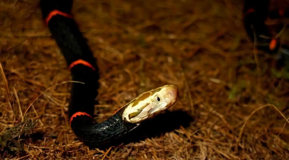 白头蝰身份信息