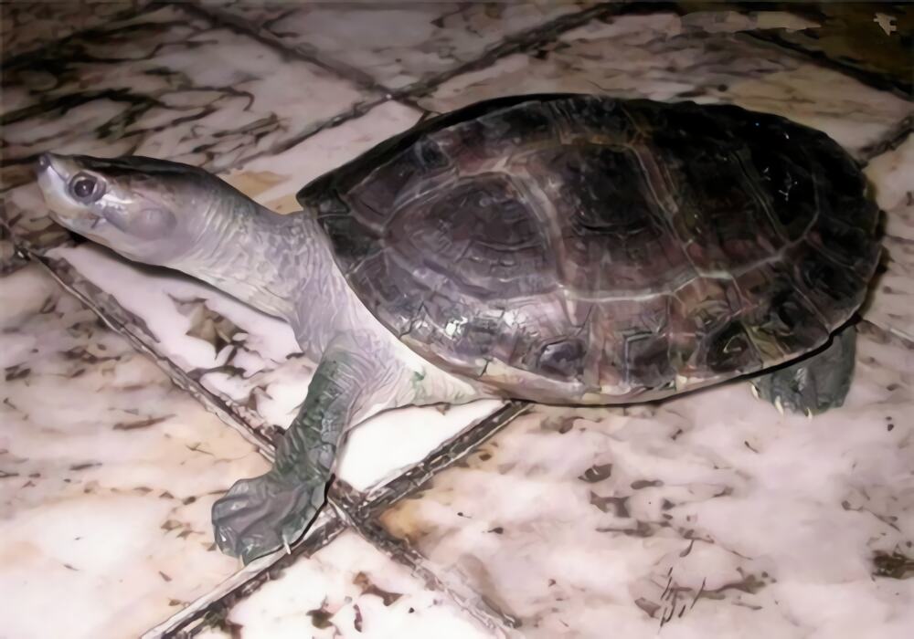 巴达库尔龟身份信息