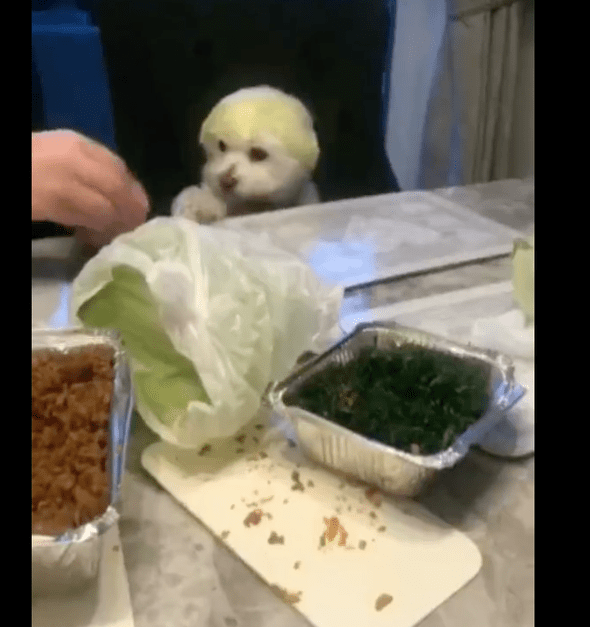 主人家用包菜叶子放到狗狗的头顶，它还一脸可怜脸，传说故事中的菜狗？