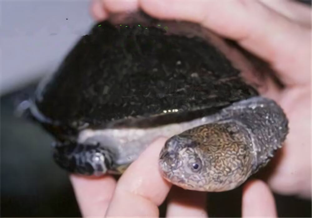 巴西放射刺颈龟身份信息