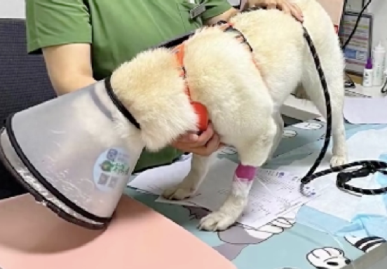 柴犬偷吃了70多粒布洛芬,主人花了5千将它抢救回来