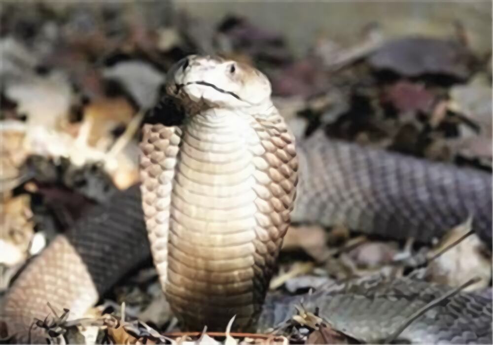 帝皇眼镜蛇王身份信息