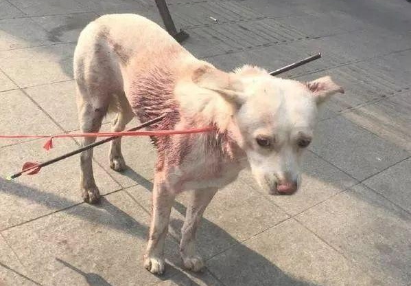 流浪狗被别人用铁箭射穿,它失落地在大街上寻求帮助,近百人看热闹