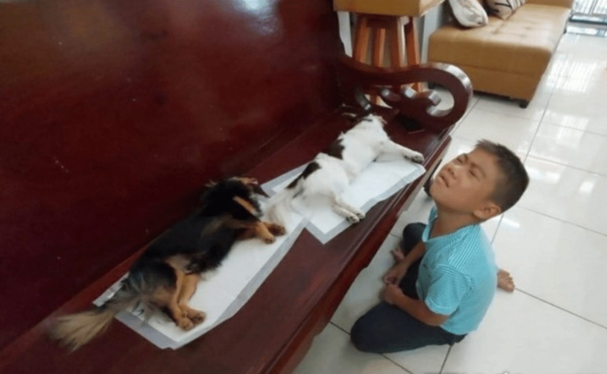 狗狗绝育后麻药未退,小男孩误以为它们死了,吓得跪地痛哭