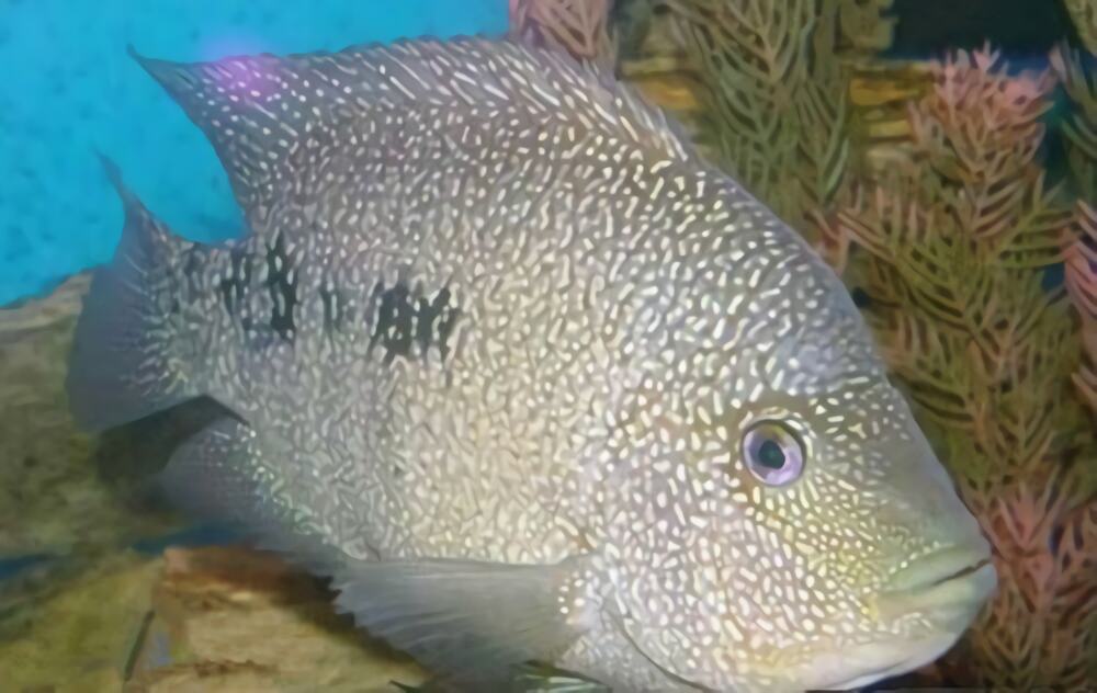 德州豹身份信息