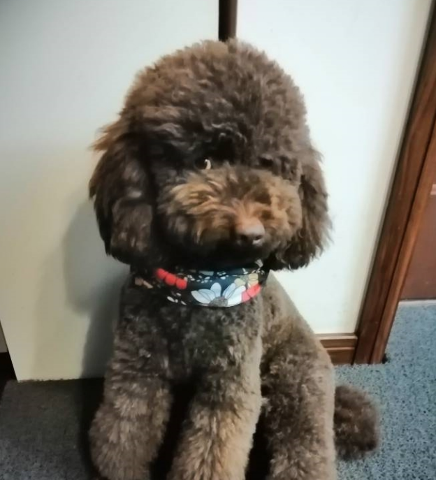 为可爱的泰迪犬拍个照片，没有一张是好好看镜头的，一点也不配合