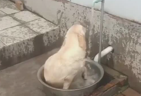 刚加水洗床单,狗狗抢先一步,在水中摇摆,像无比儿时的你