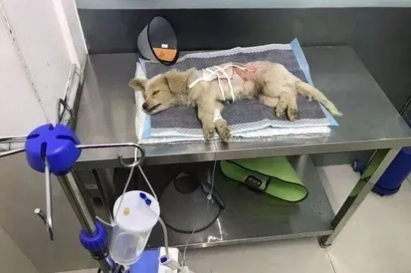 路边等死的流浪狗,昏迷之前看到一个小伙子,它知道要得救了!