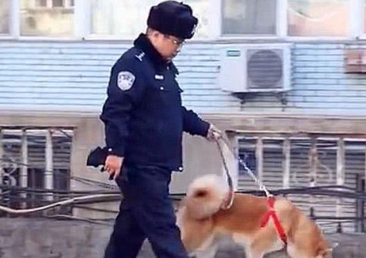 秋田犬走失很多天多亏警察细心照料?主人认领时告知,原为追求异性