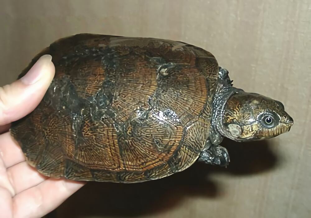 马达加斯加大头侧颈龟身份信息