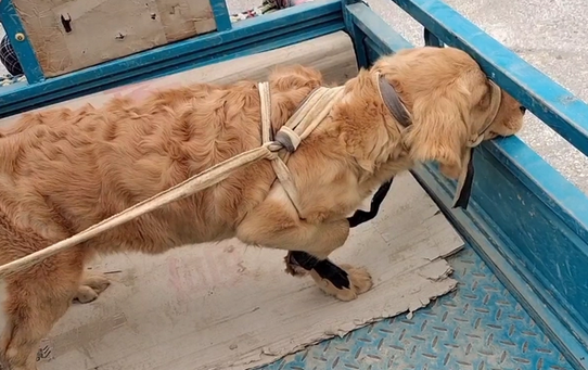 被五花大绑的金毛一到狗市就成焦点,大妈:路上跑了,我上哪撵去