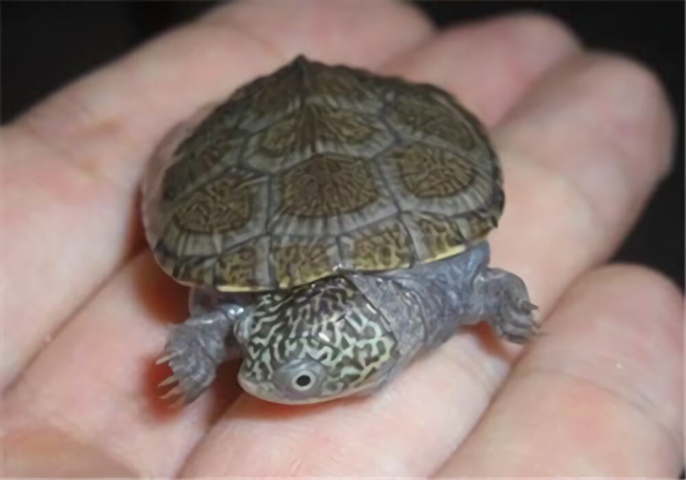 白胸侧颈龟身份信息