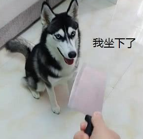 哈士奇把牙膏当营养膏,啃坏了十瓶牙膏之后,主人:晚上炖狗肉汤