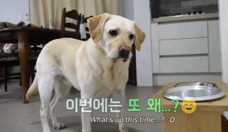 学渣导盲犬苦学一年被淘汰,知道它有这“毛病”后,网友:该!