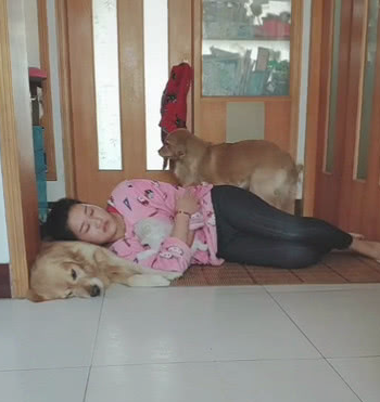 主子躺在金毛狗狗的身上睡过去了，当金毛狗狗走回来，下一秒的姿势太贴心！