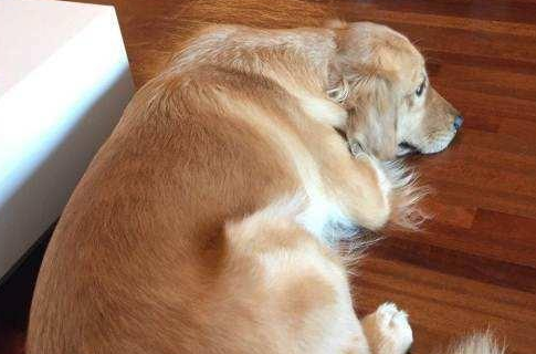 金毛怀孕做了准妈妈,女主人激动不已,生下狗崽后她却瞬间傻了眼