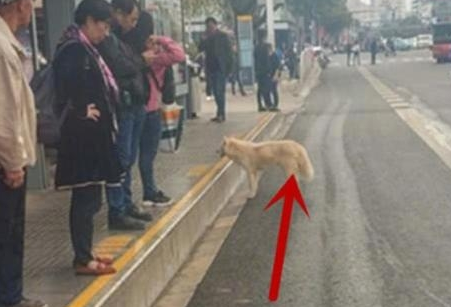 公交站牌发现一只狗狗,经常等在这儿徘徊,了解实情后为它心疼