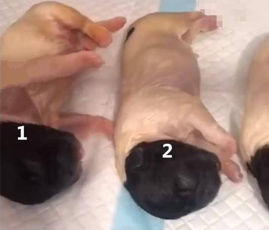 金毛生了窝狗,主人哭笑不得,网友:出生时穿丝袜