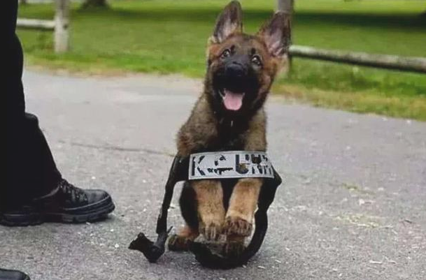 警犬的“黑史”？黑脸大个儿的儿时，竟然是靠装萌渡日