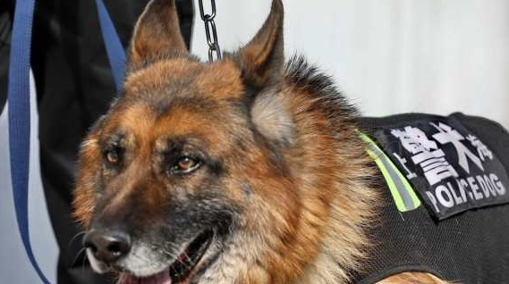 警犬街头撒娇卖萌,不想干活,网友:谁还不是个宝宝咋地