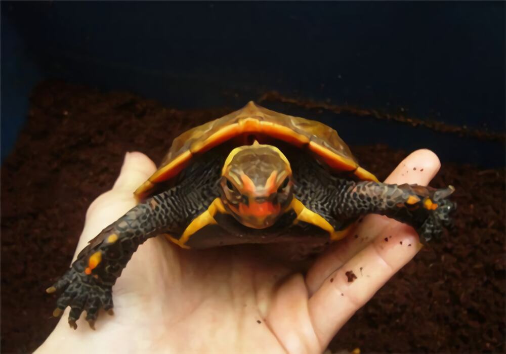 日本地龟身份信息