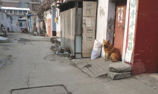 土狗老往外跑,网友一气之下把它轰出去了,它却害怕跑去旅游